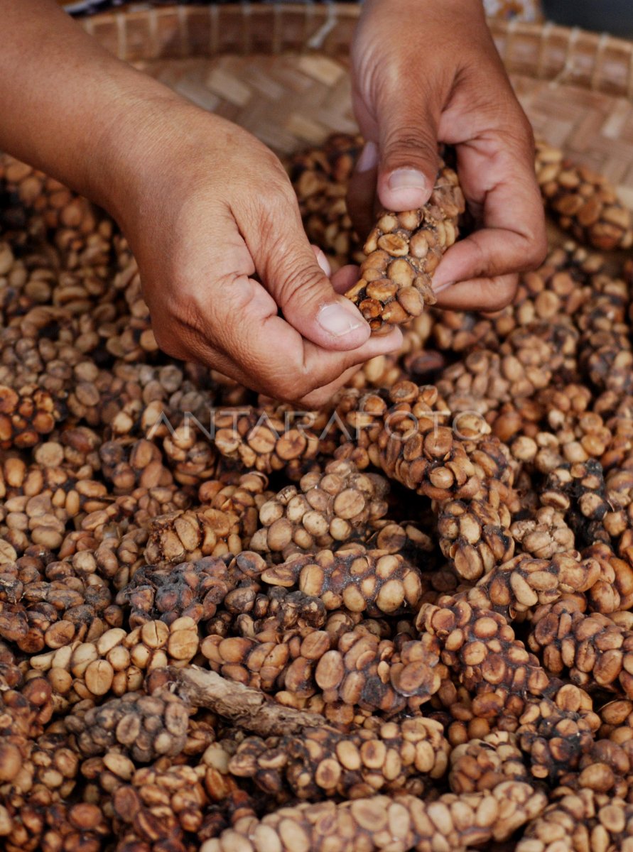 Kopi Luwak
